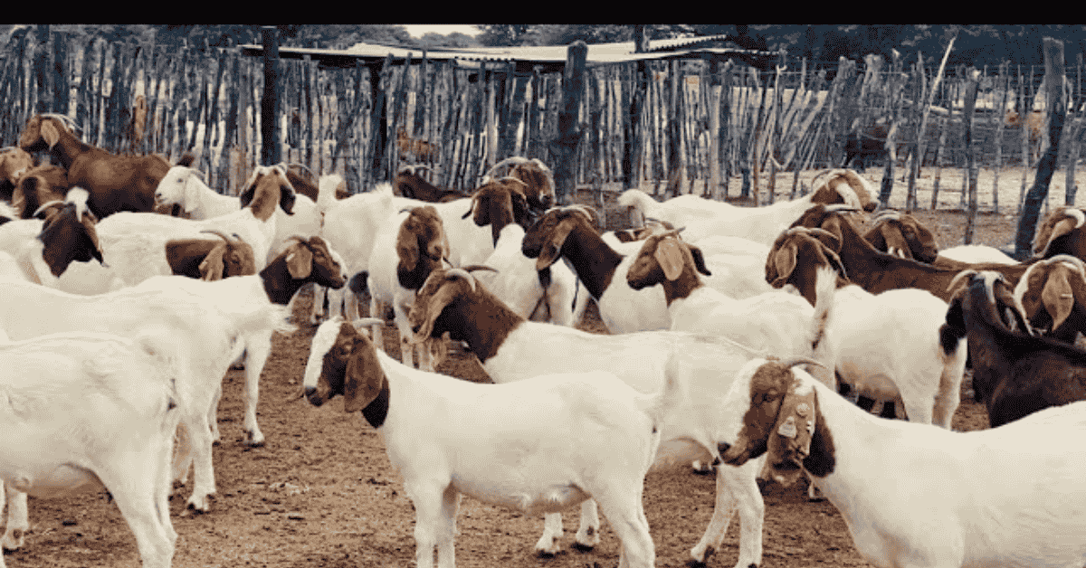 Boer goats farming