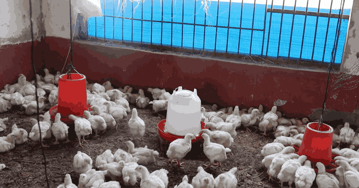 Broiler chicken farming guide